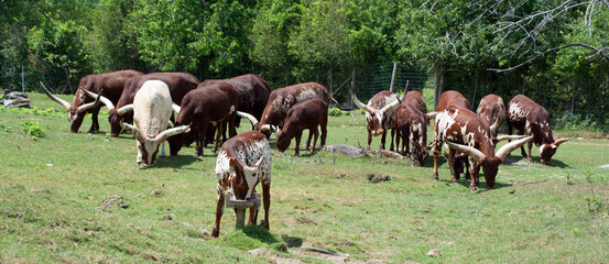 Ankole-Watusi is a modern American breed of domestic cattle. It derives from the Ankole group of...