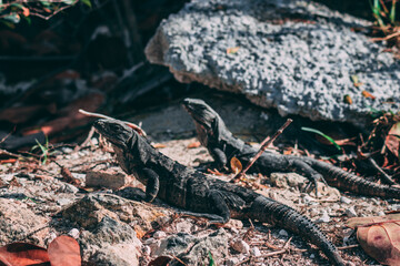 Two Iguanas on a Stone