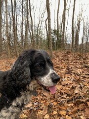 Springer Spaniel in Winter Woods