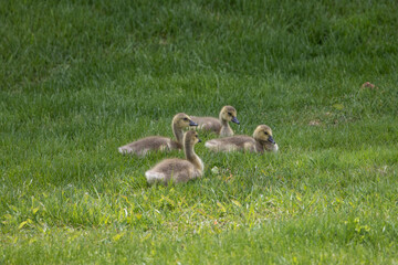 Baby geese in spring