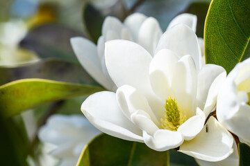 Fototapeta premium Closeup of white flowers blooming on a magnolia tree on a sunny day 