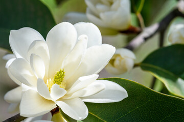 Closeup of white flowers blooming on a magnolia tree on a sunny day  © knelson20