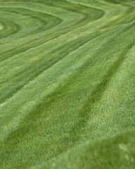 Fototapeta na wymiar Fresh cut grass