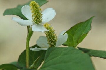 2 flowers of fish mint  with green leaves. Close up photo.