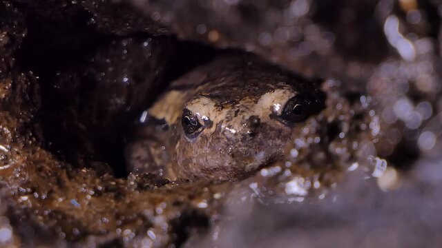 Frog living in burrow at wetland in nation park of Thailand.
