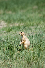 prairie dog eating