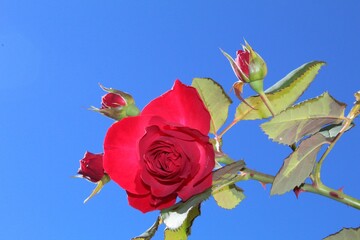 Obraz premium red rose against blue sky