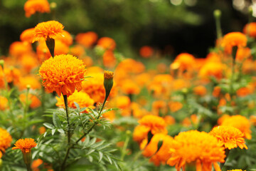 Jardim de flores laranjas