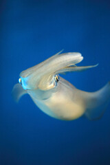 Bigfin Reef Squid (Sepioteuthis lessoniana) in Japan