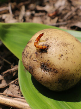 A wireworm struggling to crawl out of a freshly dug potato