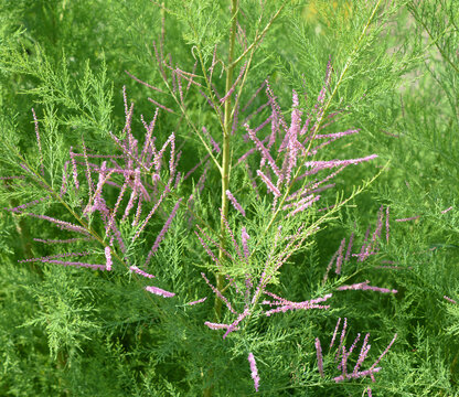 The genus Tamarix (tamarisk, salt cedar) is composed of about 50–60 species of flowering plants in the family Tamaricaceae, native to drier areas of Eurasia and Africa.