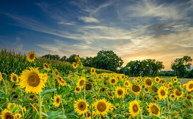 Obraz premium Sunflower Sunset