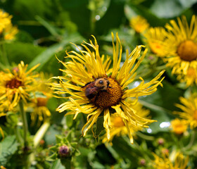 Silphium is a genus of North American plants in the sunflower tribe within the daisy family