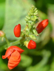 Scarlet runner bean flowers is a plant in the legume family, Fabaceae. Another common name is...