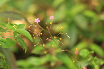 Pequena flor rosa