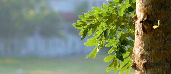 Green leaves and tree trunk, back light. Copy space.