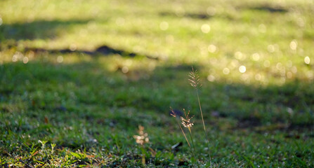 Grass in the field with morning sun. Selective focus.