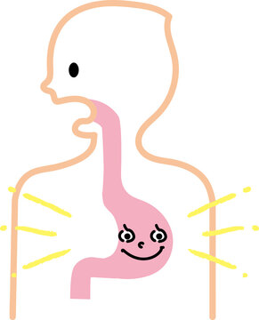 健康で元気な胃