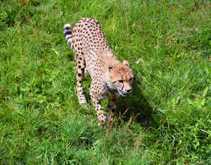 Cheetah is a large-sized feline inhabiting most of Africa and part of the Middle East.The cheetah is the only extant member of the genus Acinonyx,most notable for modifications in the species paws © Daniel Meunier