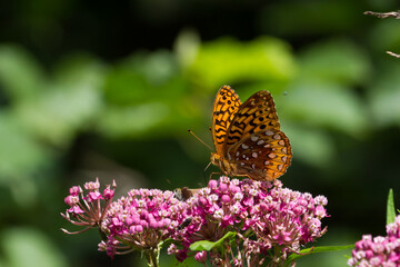 Great Spangled Fritillary Butterfly nectaring on swamp milkweed.   