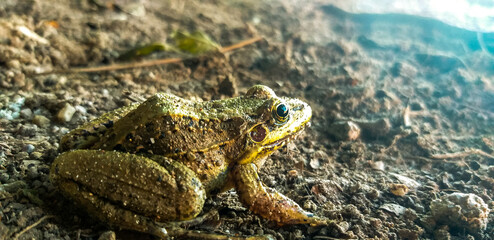 frog in the forest
