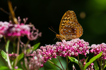 Great Spangled Fritillary Butterfly nectaring on swamp milkweed.   