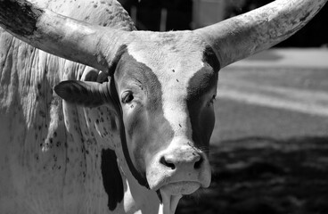 Ankole-Watusi is a modern American breed of domestic cattle. It derives from the Ankole group of...