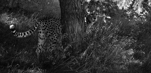 Cheetah's is a large-sized feline inhabiting most of Africa and part of the Middle East. © Daniel Meunier