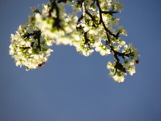 cherry tree blossom