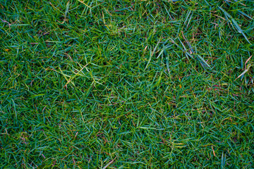 Green fresh grass lawn texture