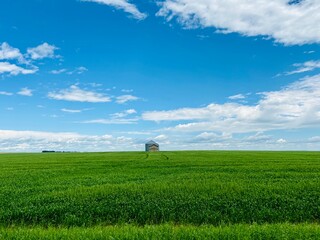 woman in a field