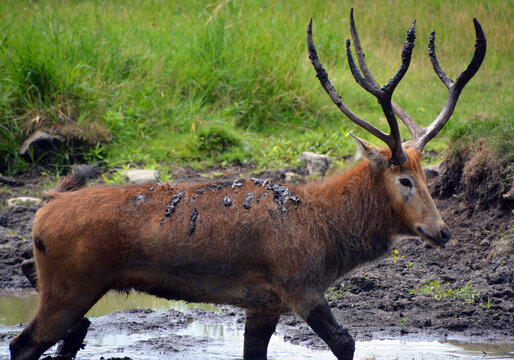 Pere David's deer, also known as the milu or elaphure, is a species of deer that is currently extinct in the wild all known specimens are found only in captivity.