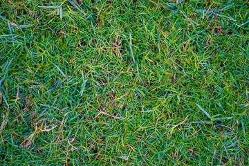 Green fresh grass lawn texture