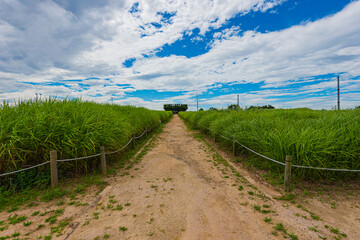 Haneul Park In the summer in seoul city South Korea,Korea's famous public park