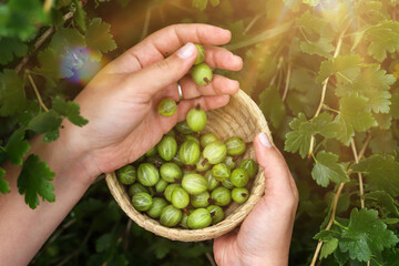 Naklejka na ściany i meble Harvesting gooseberries. Hands of girl close-up plucking ripe berries from bush into basket. Delicious green berries grown in garden yourself.
