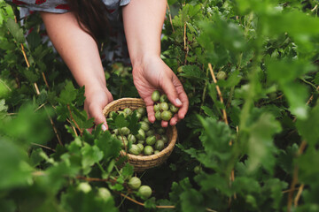 Harvesting gooseberries. Hands of girl close-up plucking ripe berries from bush into basket. Delicious green berries grown in garden yourself.