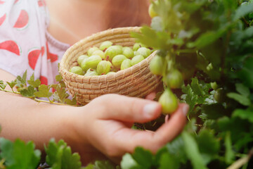 Harvesting gooseberries. Hands of girl close-up plucking ripe berries from bush into basket. Delicious green berries grown in garden yourself.