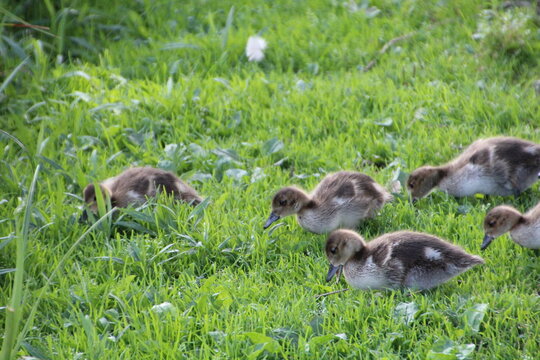Young Ducks On The Grass, William Hawrelak Park, Edmonton, Alberta