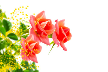 acacia. Flower bud roses on a white background