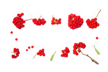 Bunches of red rowan berries