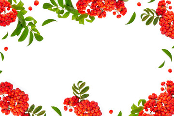 Bunches of red rowan berries - obrazy, fototapety, plakaty