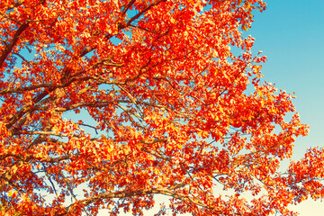 autumn landscape with bright colorful foliage. Indian summer.