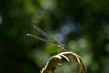 Perched damselfly in sunlight close-up