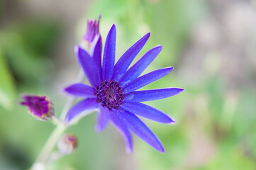 Obraz premium Deep Blue, Pericallis, Senetti