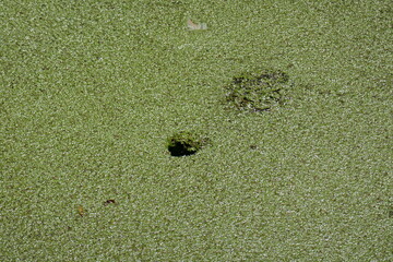 Duckweed covered pond with mostly hidden snapping turtle swimming