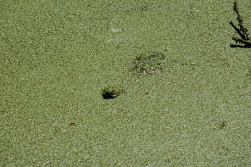 Duckweed covered pond water with mostly submerged snapping turtle swimming