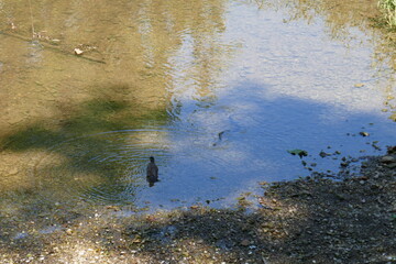 Robin wild bird bathing in shallow water creek side