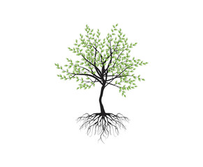 mangrove tree with green leaves and strong roots