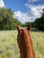 Horseback riding through rural summer field in Texas from point of view.