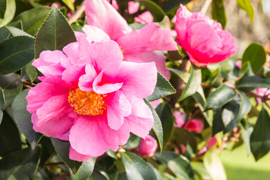 detail of pink camellia sasanqua flowers in bloom with blurred background